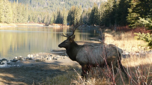 Banff Elk